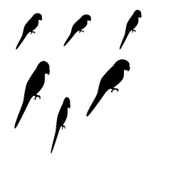 Flying birds silhouettes on white background black icon