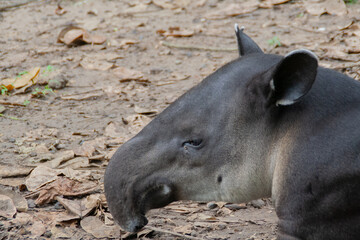 Tapir layign down on the floor at the Natuwa animal refuge in Costa Rica, Central America