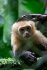 Monkey portrait at the Natuwa animal refuge in Costa Rica, Central America