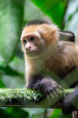 Monkey portrait at the Natuwa animal refuge in Costa Rica, Central America