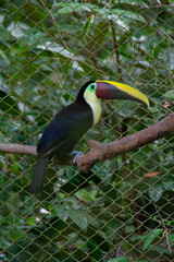 Toucan resting on a branch inside a cage at the Natuwa animal refuge in Costa Rica, Central America