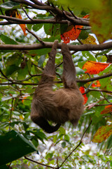 Fototapeta premium Brown sloth hanging from a branch at the Natuwa animal refuge, in Costa Rica, Central America