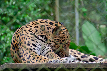 Jaguar laying down with leaves in the background,at the Natuwa animal refuge in Costa Rica, Central America