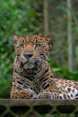 Fototapeta na wymiar Jaguar laying down with leaves in the background,at the Natuwa animal refuge in Costa Rica, Central America