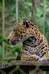 Obraz premium Jaguar laying down with leaves in the background,at the Natuwa animal refuge in Costa Rica, Central America