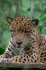 Jaguar laying down with leaves in the background,at the Natuwa animal refuge in Costa Rica, Central America