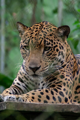 Jaguar laying down with leaves in the background,at the Natuwa animal refuge in Costa Rica, Central America