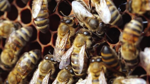 Honeybees on their honeycomb close up views. A honey bee colony, beehive, beekeeping