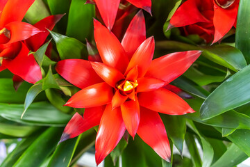 red pineapple flower blooming in garden, bromeliad flower