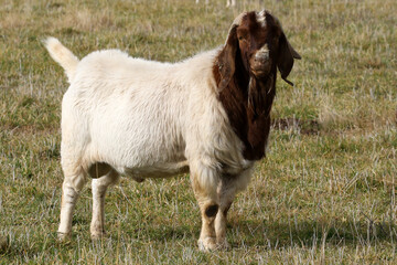 Boer goat ram used for  breeding program in the Karoo, South Africa