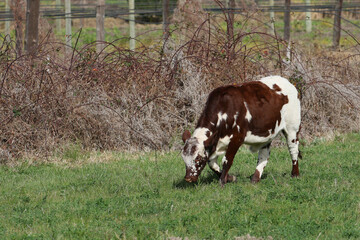 Naklejka na ściany i meble Nguni breed calf at pasture on farm near Waboomskraal South Africa