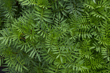 
Green marigold leaves in the garden.