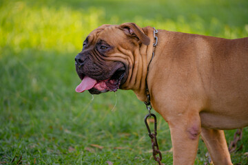 Brown pitbull puppy on the green field.