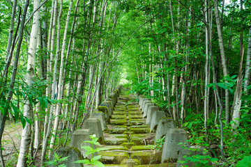 北海道 美瑛町 青い池の遊歩道からの眺め