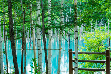 北海道 美瑛町 青い池の遊歩道からの眺め