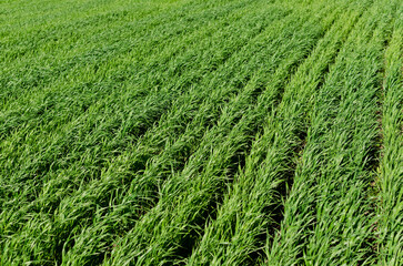 green field closeup in summer