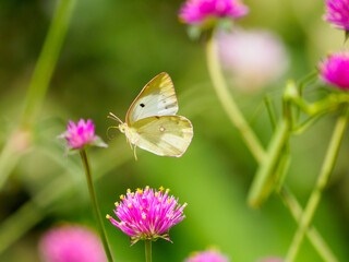 モンシロチョウの飛翔