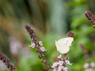 モンシロチョウの飛翔