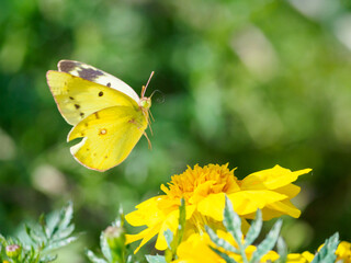 モンキチョウの飛翔