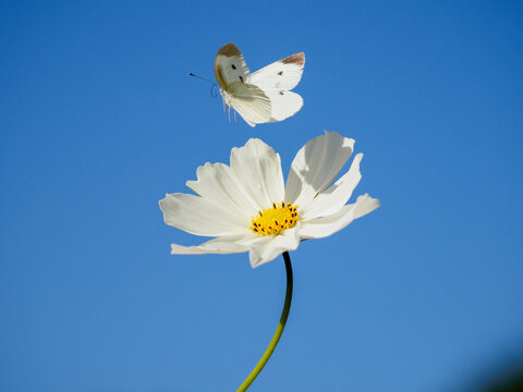 紋白蝶」の写真素材 | 213,123件の無料イラスト画像 | Adobe Stock