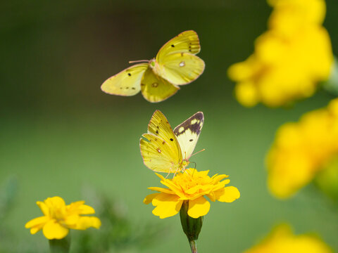 モンキチョウ Images – Browse 796 Stock Photos, Vectors, and Video