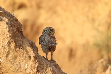 horned owl