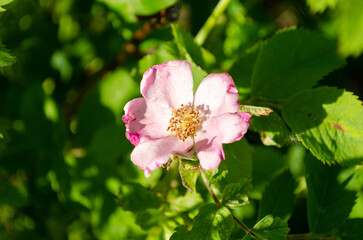 blooming wild rose in june