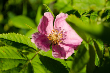 blooming wild rose in june