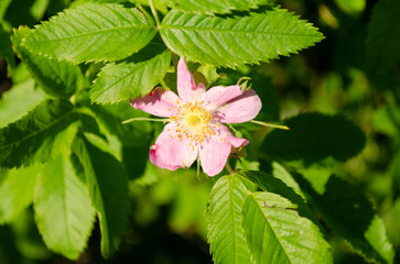 blooming wild rose in june