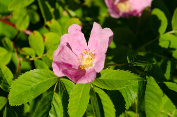 blooming wild rose in june