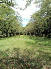 植林 afforestation