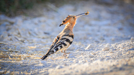 Isolated close up of an adult  Hoopoe bird feeding in the wild