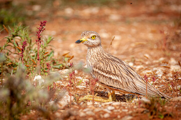 Isolated close up of a Stone Curlew in the wild