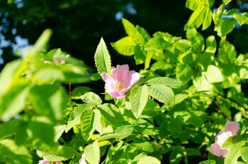 blooming wild rose in june