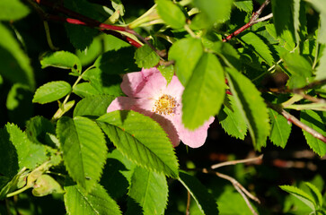 blooming wild rose in june