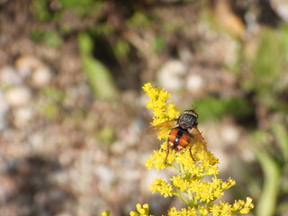 Tachina fly (Tachina fera) on a Canadian goldenrod plant