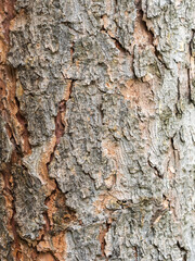 Bark texture and background of a old fir tree trunk. Detailed bark texture. Natural background