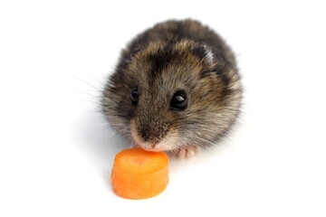 The hamster sits on a white background and eats a carrot.