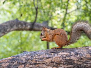 Obraz premium The squirrel with nut sits on tree in the autumn. Eurasian red squirrel, Sciurus vulgaris.