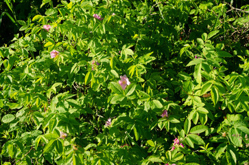 blooming wild rose in june
