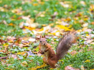 Autumn Squirrel standing on its hind legs on on green grass with fallen yellow leaves