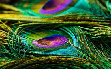 Fototapeta premium Beautiful, shiny, bright, peacock feather closeup. Isolated.