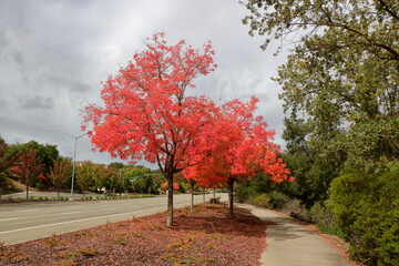 A bright red Japanese Maple in October, San Ramon, California