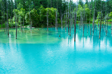北海道美瑛町の白金青い池