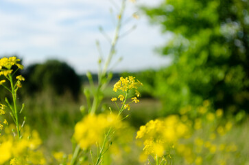 blooming yellow wildflowers in summer