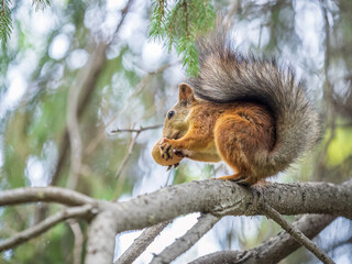 The squirrel with nut sits on tree in the autumn. Eurasian red squirrel, Sciurus vulgaris.