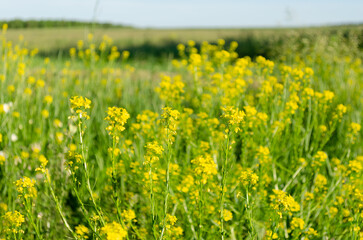 blooming yellow wildflowers in summer