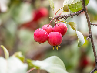 Apple tree branches with red apples and yellow leaves in autumn