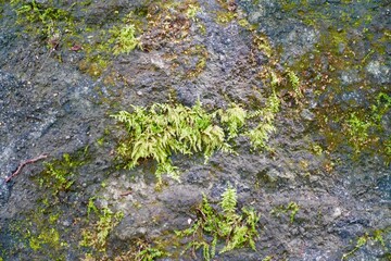 岩に生える苔