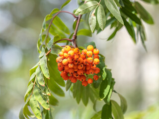 Autumn bright red rowan berries with leaves